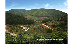 野生刺葡萄优选品系生态种植园
